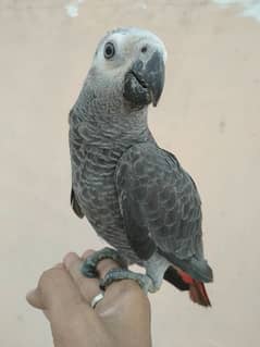 gray parrot self baby/03156376925