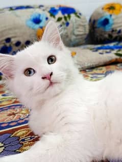 Persian cat age 6 month only serious buyer contact us