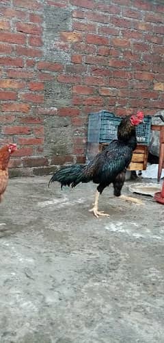 Aseel murg in a good condition healthy and active bird