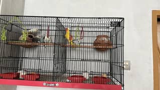 2 pair lovebird red eyes