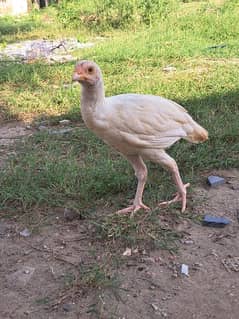 Heera aseel chicks pair