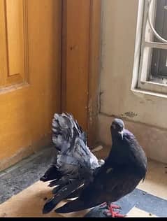 laka pigeon for sale