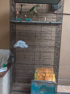 2 Parrots and a cage