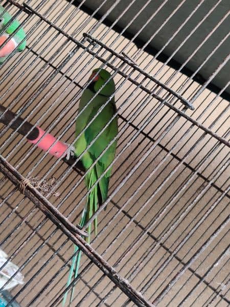 2 Parrots and a cage 2