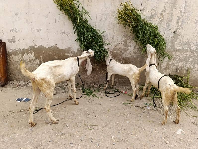 bakri or bakri k 2 bachy 1