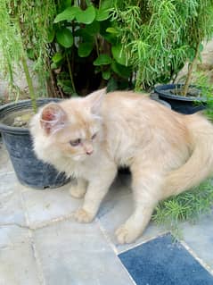 Persian Long coat cat for sale