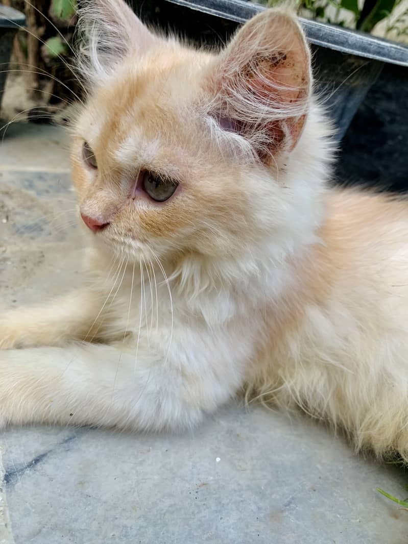 Persian Long coat cat for sale 2