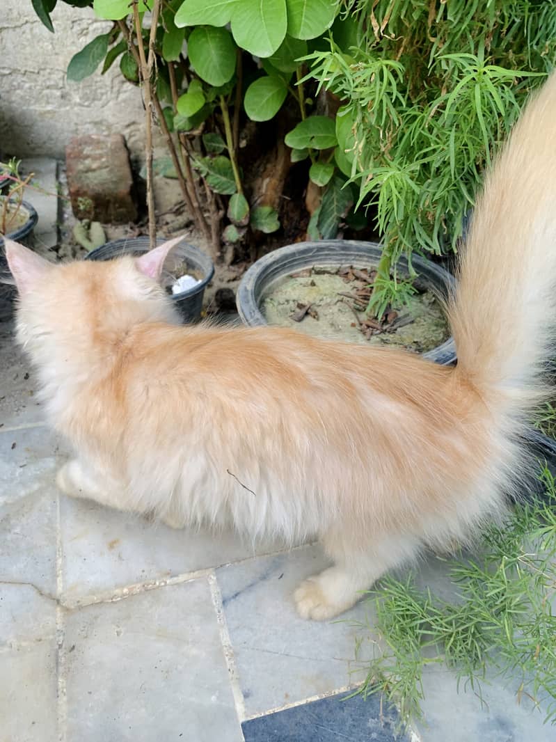 Persian Long coat cat for sale 4