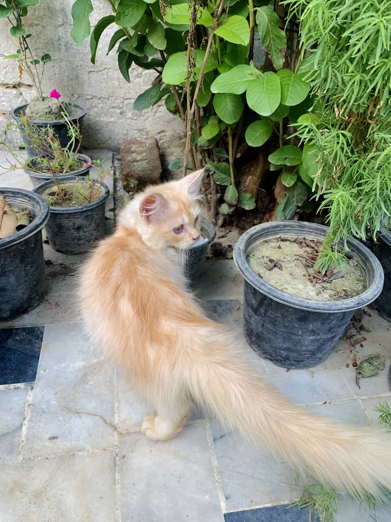 Persian Long coat cat for sale 5