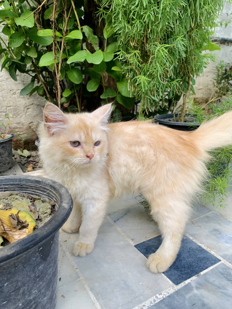 Persian Long coat cat for sale 6