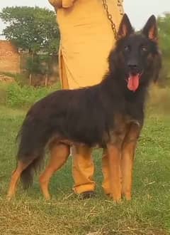 Belgium shepherd female available for sale