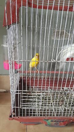 singing canari for sale