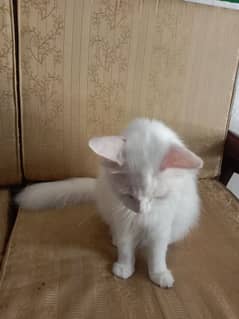 selling cat