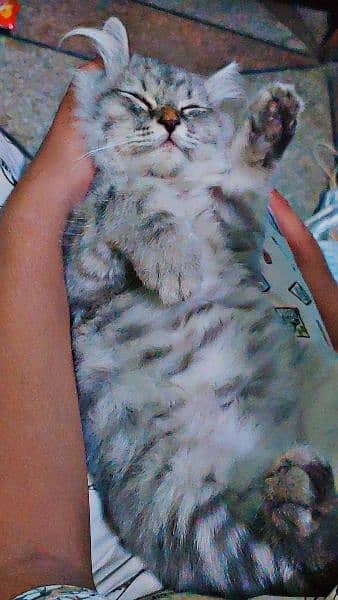 Siberian cat triple coated male 1