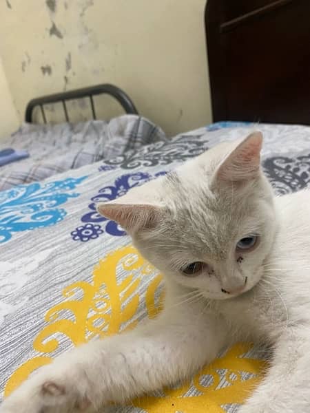 Persian 6-month cat with one blue and one brown eye 5