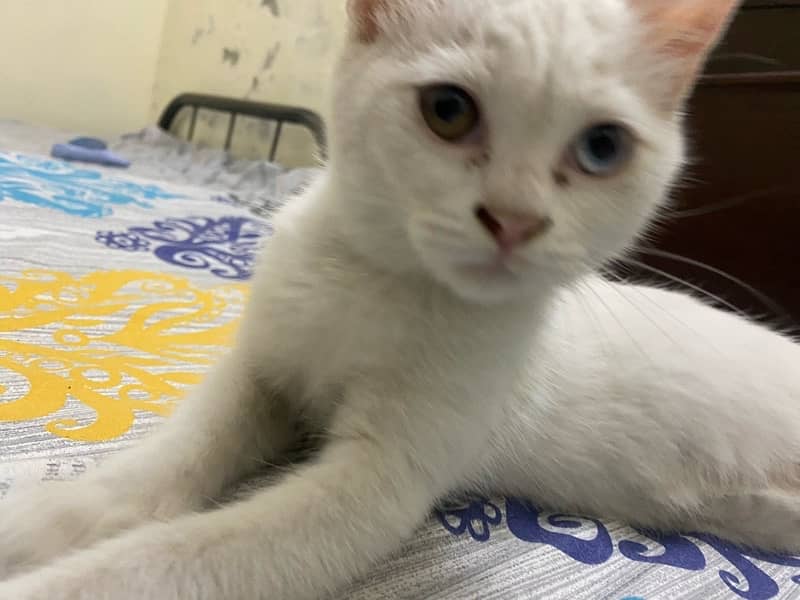 Persian 6-month cat with one blue and one brown eye 6