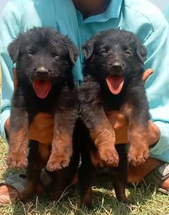 German Shepherd Puppies For Sale