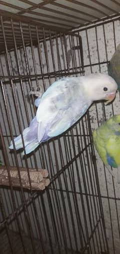 Pestal Split Ino Female exchange with male