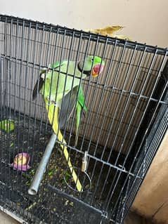 Raw Talking parrots Breeding pair