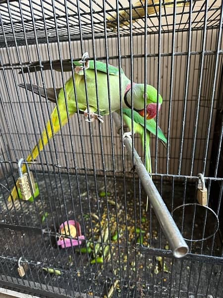 Raw Talking parrots Breeding pair 1