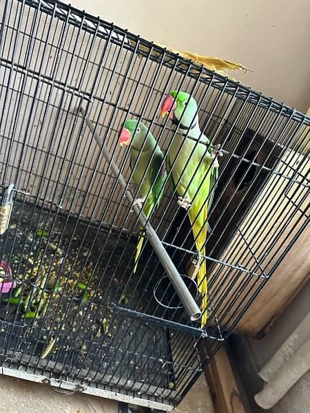 Raw Talking parrots Breeding pair 2