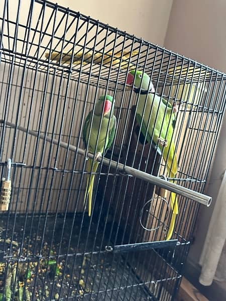 Raw Talking parrots Breeding pair 3