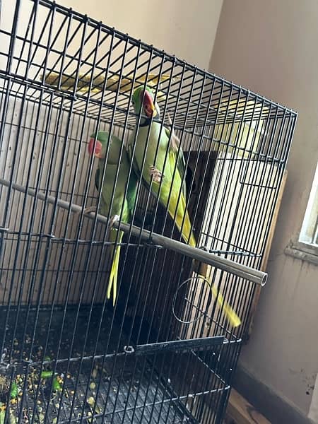 Raw Talking parrots Breeding pair 4