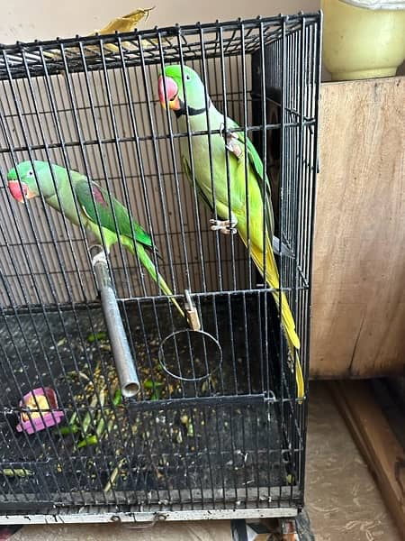 Raw Talking parrots Breeding pair 5