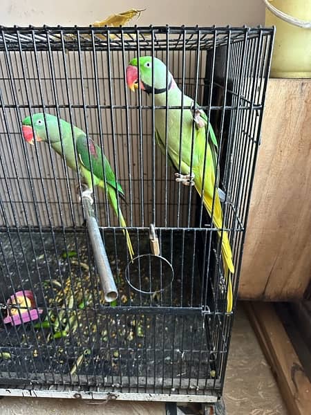 Raw Talking parrots Breeding pair 6