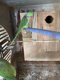 Raw Parrots Breeder Pair