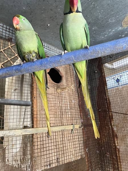 Raw Parrots Breeder Pair 1