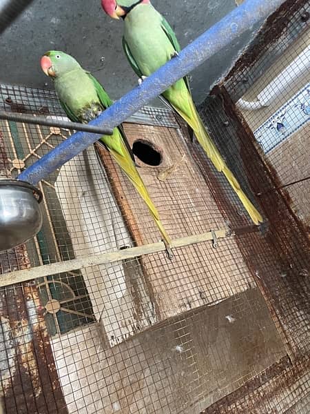 Raw Parrots Breeder Pair 2