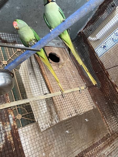 Raw Parrots Breeder Pair 3