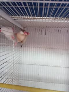 java, love bird for sale