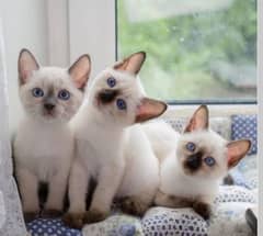 Siamese