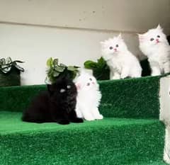 Persian Cat for sale my WhatsApp number 03345814757