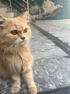 persian  cat 3 cod cute face brown colour 0