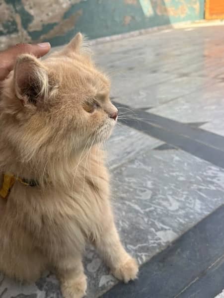 persian  cat 3 cod cute face brown colour 1