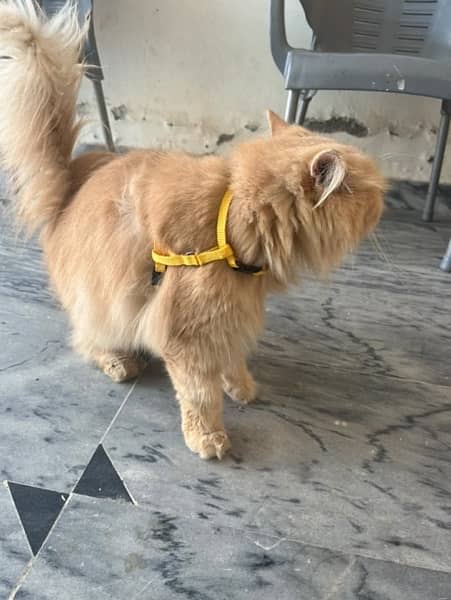 persian  cat 3 cod cute face brown colour 2