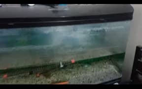 aquarium for sale urgent