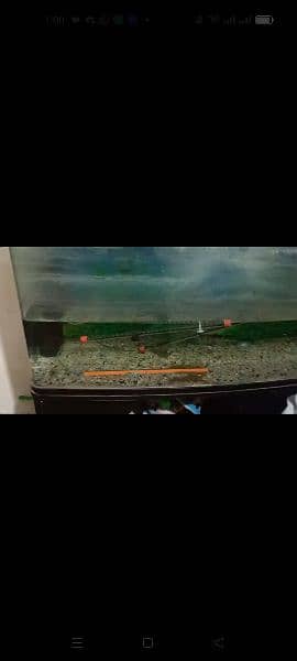 aquarium for sale urgent 1