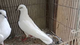 1 breeder pair and 2 cage for birds breeding