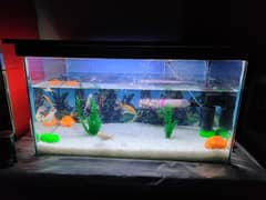 Fish aquarium