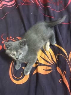 PERSIAN KITTEN FOR SELL IN QUETTA CANTT