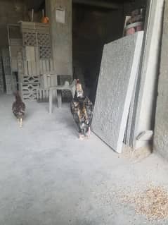 aseel mianwali pair for sale