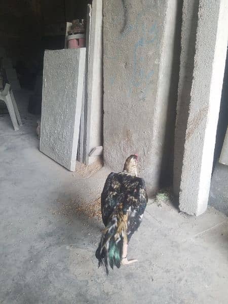 aseel mianwali pair for sale 7