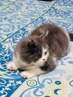 bicolur kitten / blue eyes/Kittens for sale / Persian Cats