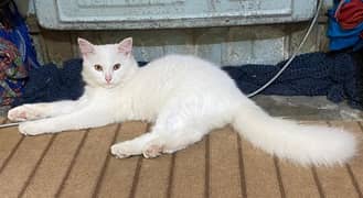 Persian Cats Looking For New Home