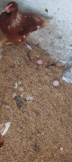 lohman brown hen/ lohman/ hens/ murgiya/ desi hen/ egg laying