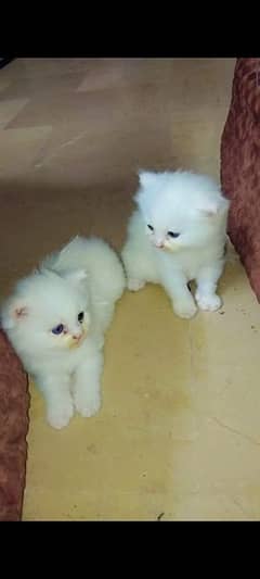 Persian kitten for sale in rawalpindi and Islamabad.